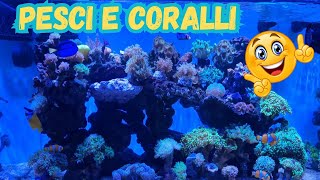 ACQUARIO MARINO - PESCI E CORALLI