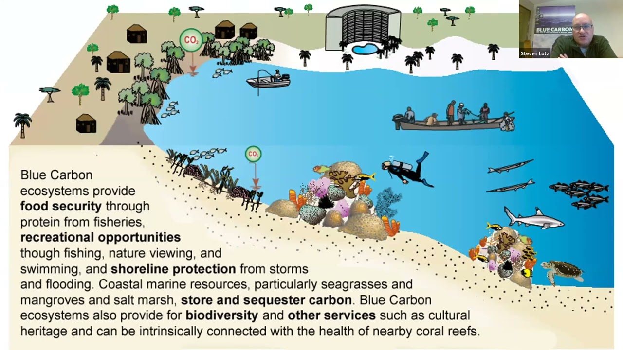 Our oceans: A deep dive on blue carbon