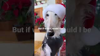 I AM REAL. I AM EXIST #borzoi #dogsofyoutube