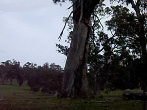 ABORIGINAL CANOE TREE.RIVER RED GUM.HISTORIC PIECE.