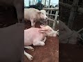 🥰❤️😍❤️Mashallah ❤️😍🥰❤️ #cow #video