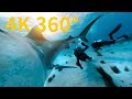 4K 360° VR：在巴哈馬海域與虎鯊相遇《國家地理》雜誌