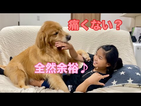妹を噛む瞬間はめちゃくちゃ優しいのに、パンチは全力フルスイングな矛盾犬クッキー【ゴールデンレトリバーとミニチュアダックスフンド】