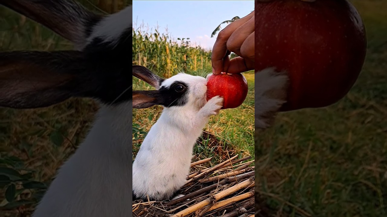 Sweet Bunny’s Daily Routine 🐰🌼 