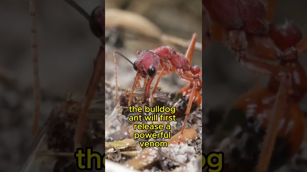 THE MOST DANGEROUS ANTS