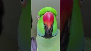 Is Kiwi a pretty bird 🐦??????