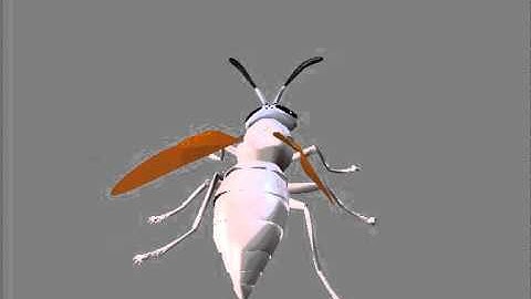Wasp Procedural Animation in Maya
