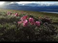 Даурский заповедник Забайкалья.