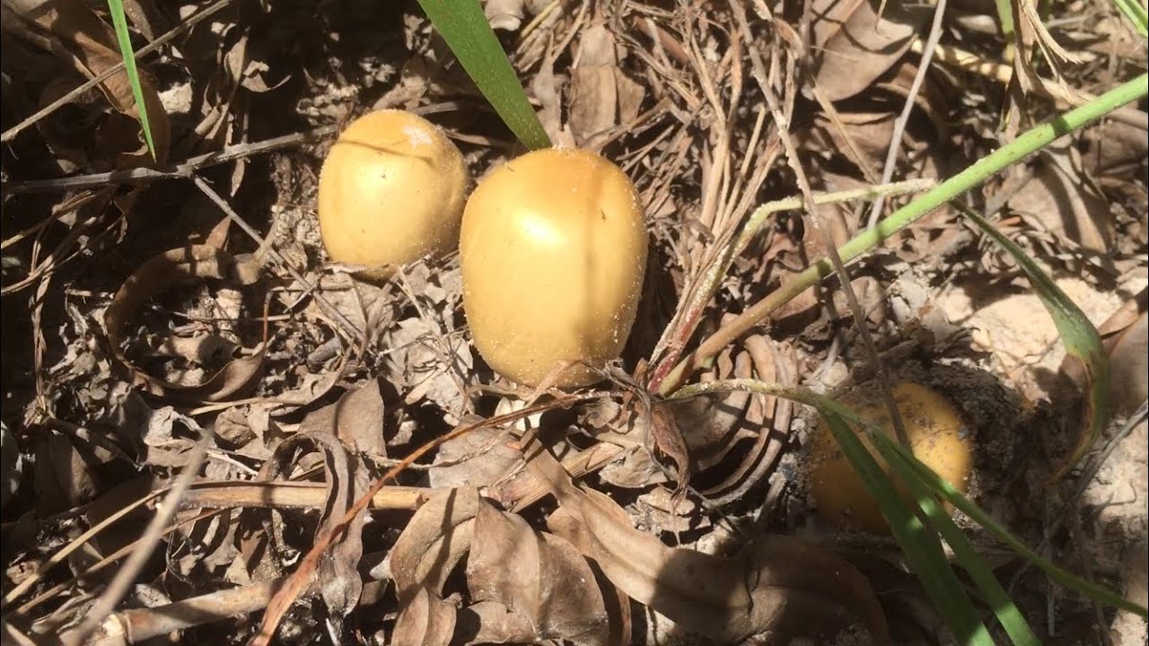 Hái nấm trứng gà và nấm trứng ngỗng trong rừng, kết quả có nồi canh ...