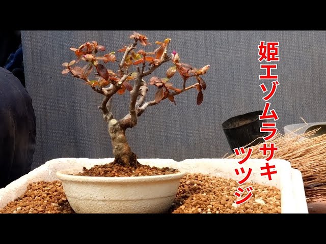 姫エゾムラサキツツジ八重盆栽 姫エゾムラサキツツジ【With subtitles】 - YouTube