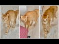 走り方のクセが強すぎる猫　#shorts
