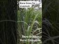 Bana Grass in Rural Zimbabwe #farming #africanfarming #banagrass #napiergrass #mkulimasmart