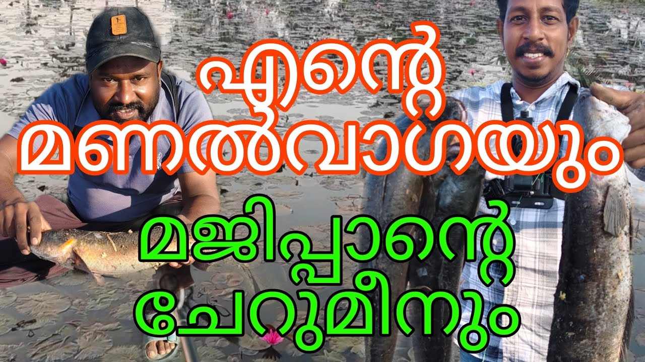 വീഡിയോയിൽ പതിഞ്ഞ എന്റെ ആദ്യത്തെ മണൽ വാഗ...ദളപ്പന്റെ മണൽവാഗയും, മജിപ്പാന്റെ ചേറുമീനും.