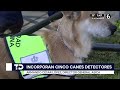 Incorporan a cinco binomios caninos más para la contención del gusano barrenador en Jalisco