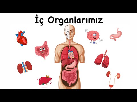 İç Organlarımız - Organlarımızın İşlevleri - Eğitici Animasyon