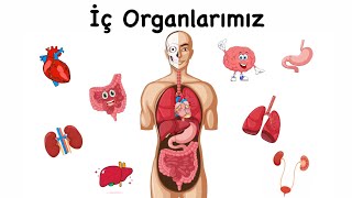 İç Organlarımız - Organlarımızın İşlevleri - Eğitici Animasyon Resimi