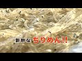 兵庫県　淡路島　いかなご　ちりめんを佃煮に　山椒味　生姜味　くるみ味があり　父の日　　　新鮮な状態から加工　お土産　ご飯のおとも　全国スーパー　地方発送で来ます