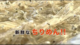 兵庫県　淡路島　いかなご　ちりめんを佃煮に　山椒味　生姜味　くるみ味があり　父の日　　　新鮮な状態から加工　お土産　ご飯のおとも　全国スーパー　地方発送で来ます