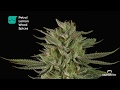 OG Kush CBD rich feminized marijuana strain by Dinafem Seeds in 4K