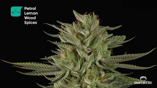 OG Kush CBD rich feminized marijuana strain by Dinafem Seeds in 4K