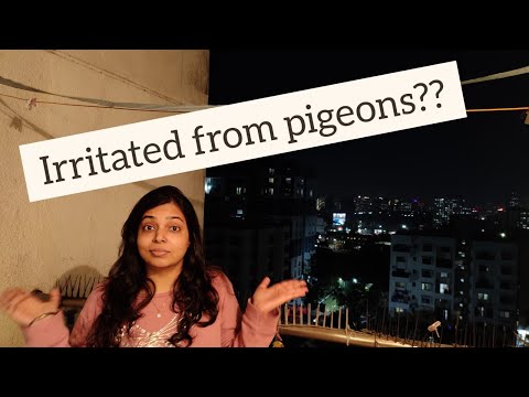 Pigeon Problems- Get rid of pigeons in balcony? Prevent pigeons from sitting on cloths drying wire