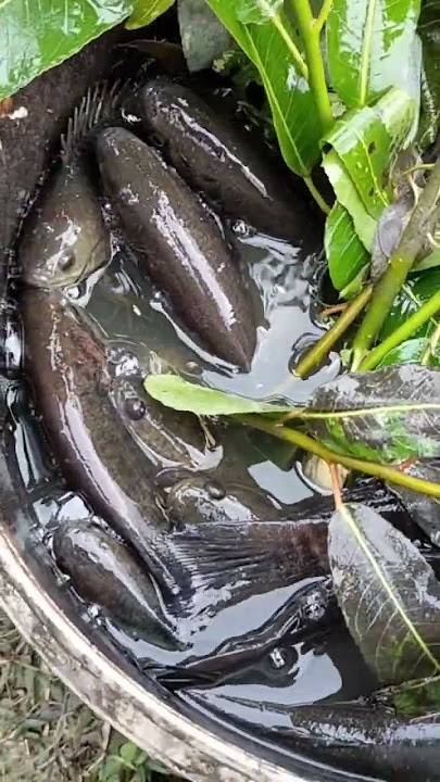 panen ikan gabus mencapai 1 ton kg #pertualangan