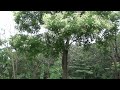 【一分動画】🌳花シリーズ エンジュ 槐 Chinese scholar tree (マメ科)🌷 【BGM】
