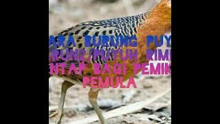 suara burung puyuh rimba/ puyuh tarun tarun.