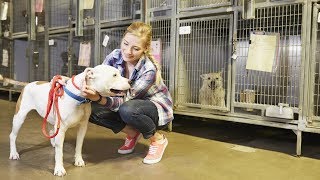 Nonfarm Animal Caretaker Career Video