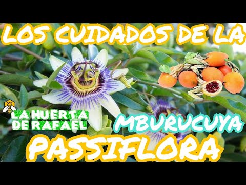 Vídeo: Passiflora azul: cultivo e cuidado
