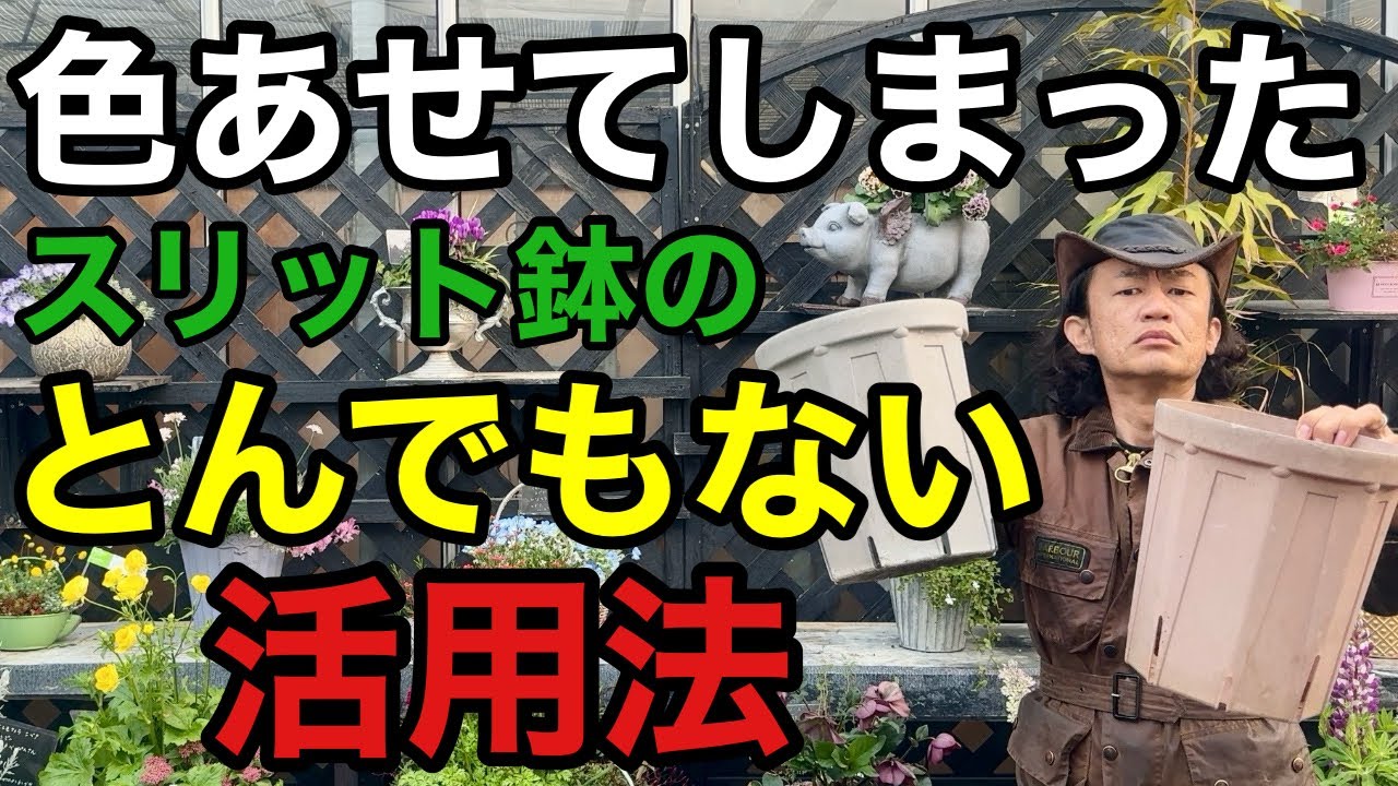 【諦めないで】色あせたスリット鉢はまだまだ利用価値がございます　　　　　【園芸】【ガーデニング】【初心者】