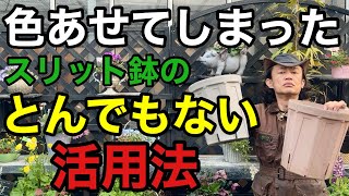 【諦めないで】色あせたスリット鉢はまだまだ利用価値がございます    【園芸】【ガーデニング】【初心者】