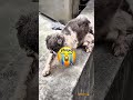 Camera ghi lại khoảnh khắc đứa trẻ biến mất trong nghĩa trang 😱