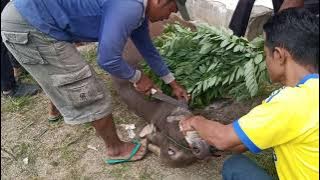 Penyembelihan sapi qurban