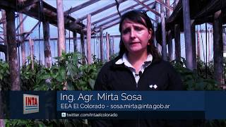 INTA El Colorado Sumando Campo 04 Polilla del tomate Pulgon Verde