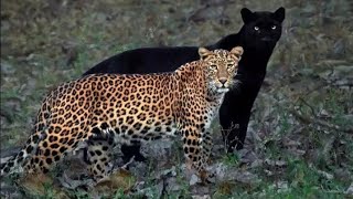 Had To Wait Fot 6 Days : Photographer On His Viral Pic Of Black Panther - Leopardess