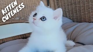 Kitten Cuteness | A Hilarious Compilation of Playful Pets by PETASTIC 183 views 2 weeks ago 8 minutes, 11 seconds