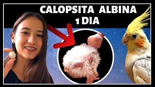 Calopsita filhote 1 dia de vida / ALBINA, recém nascida