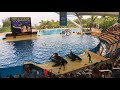 Loro Parque (Park) Tenerife 4k 2018 - ORCA SHOW