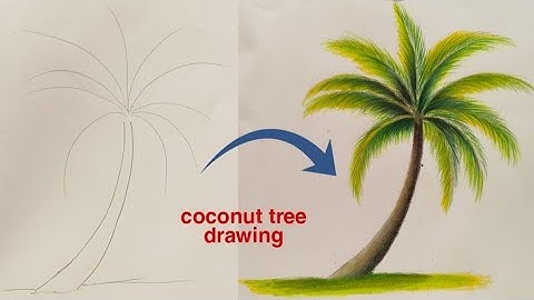How to draw a coconut tree  | for beginners | colour pencils full tutorial | brustro colour pencil