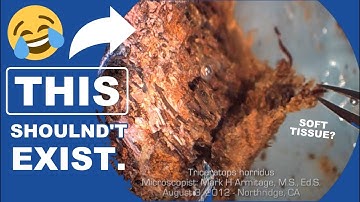 Scientists Find SOFT, STRETCHY TISSUE In Dinosaur Bones!