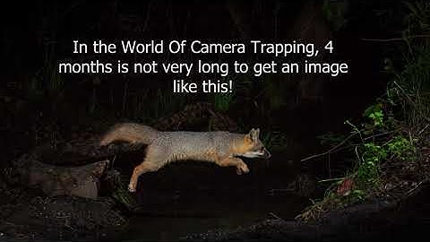 Out Foxed! DSLR Camera Trapping with a Cognisys Sabre