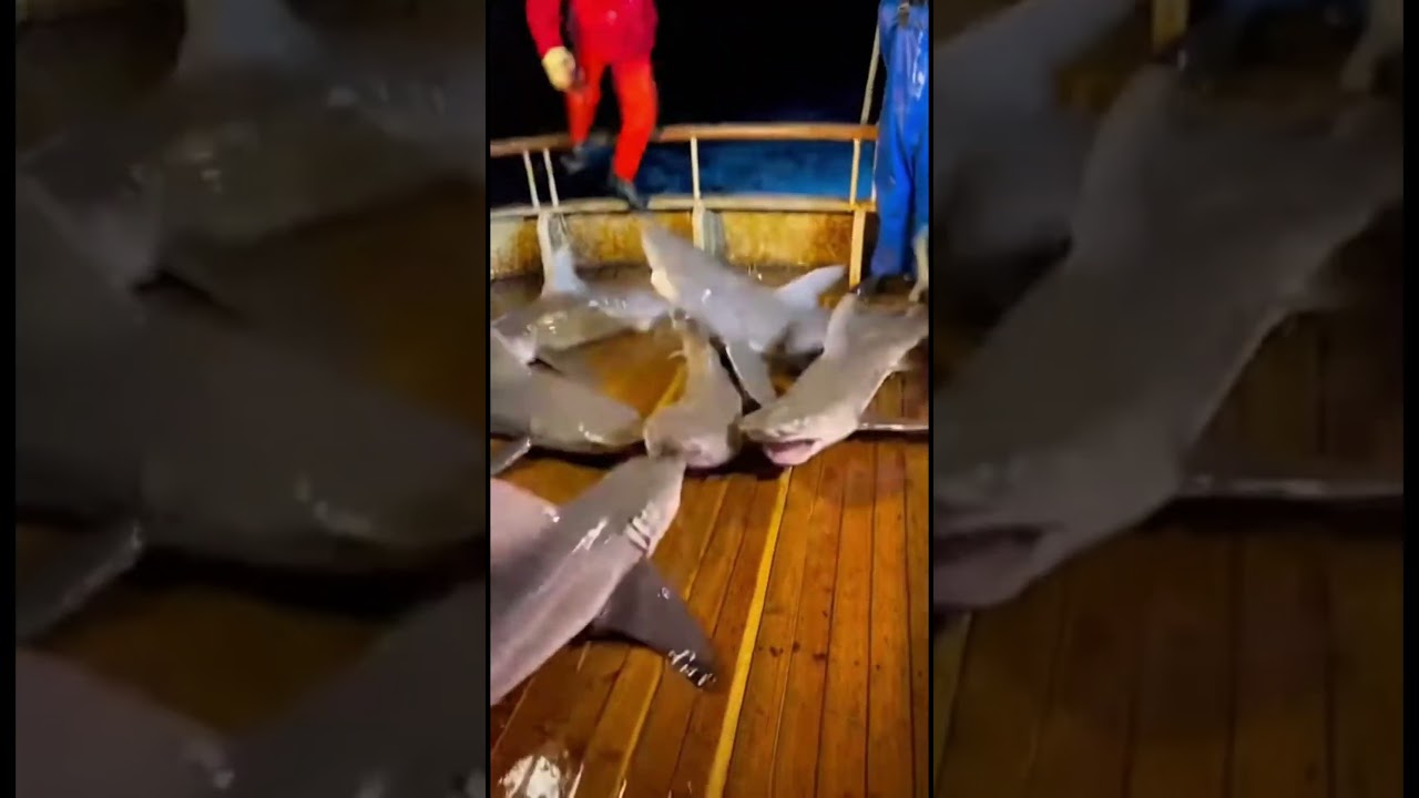 MIDNIGHT PANIC! Juvenile Sharks Launch from the Dark—BITING Everything on Deck! 😱