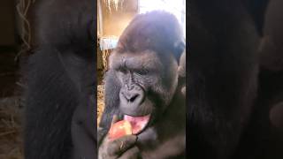 Check Out The Playlist Extended Shorts For Long Videos Of The Gorillas Eating On Gorilla Tube! #Asmr