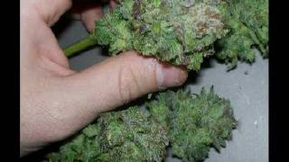My Apartment Grow: Lavender Skunk