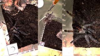 I Was Nervous About Rehousing These Three Bolt-Y Tarantulas...