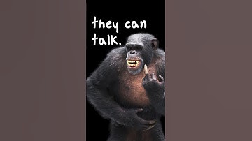 Chimpanzees Can Actually Speak