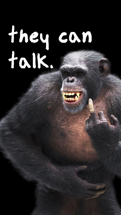 Chimpanzees Can Actually Speak