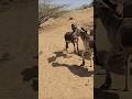 ویروس ها Gadhy ویروس ها Gadhy