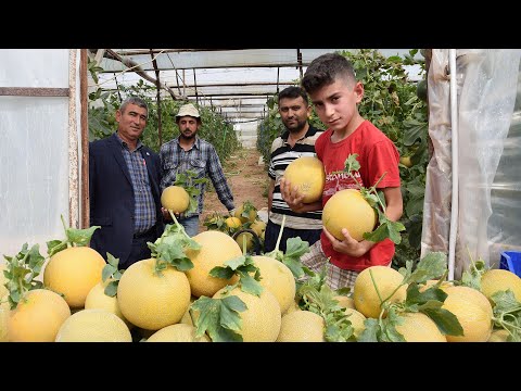 Video: Ağustos Ayında Bahçıvanlar Ve Kamyon çiftçileri Için Ne Yapmalı